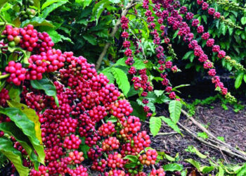 Alza histórica del precio del café beneficia a cultivadores dominicanos