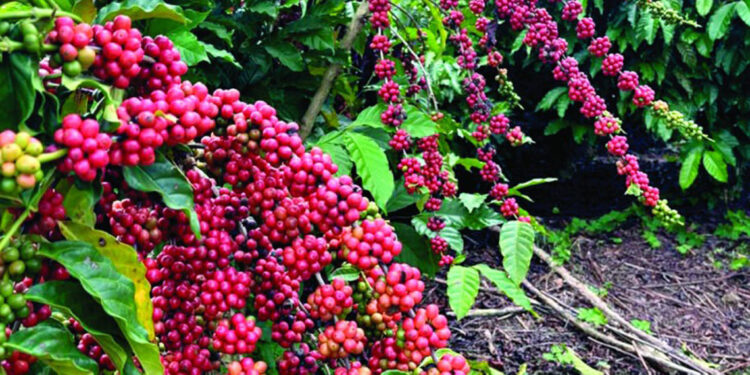 Alza histórica del precio del café beneficia a cultivadores dominicanos