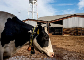 Científicos buscan reducir eructos de vacas para mitigar el cambio climático