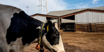 Científicos buscan reducir eructos de vacas para mitigar el cambio climático