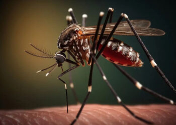 Perú inicia vacunación contra el dengue en cuatro regiones