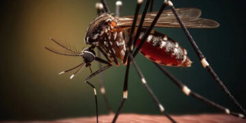 Perú inicia vacunación contra el dengue en cuatro regiones