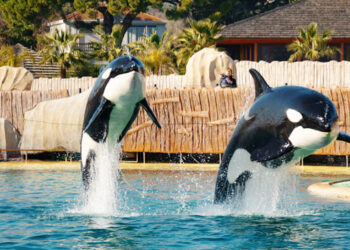 Cierra Marineland, el mayor parque marino de Europa, y busca destino para sus orcas
