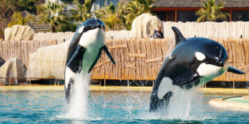 Cierra Marineland, el mayor parque marino de Europa, y busca destino para sus orcas