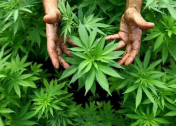 Nueva York supera los $1,000 millones en ventas legales de cannabis