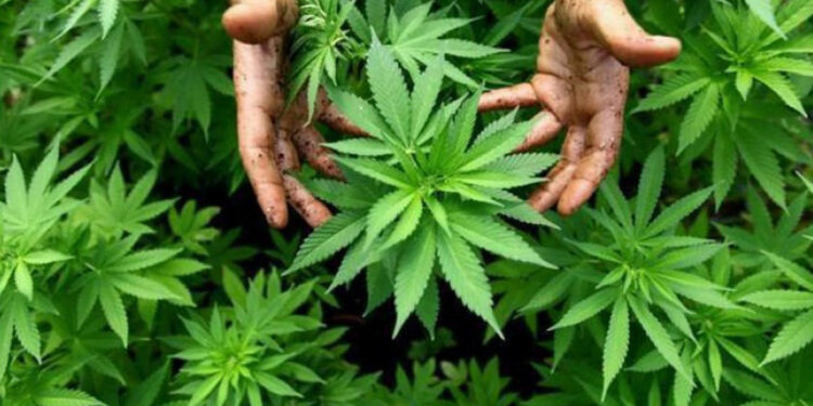 Nueva York supera los $1,000 millones en ventas legales de cannabis