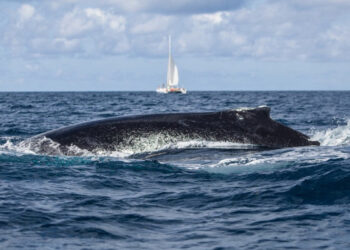 Ballena jorobada engulle y libera a kayakista en Chile
