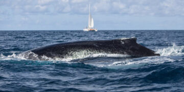 Ballena jorobada engulle y libera a kayakista en Chile