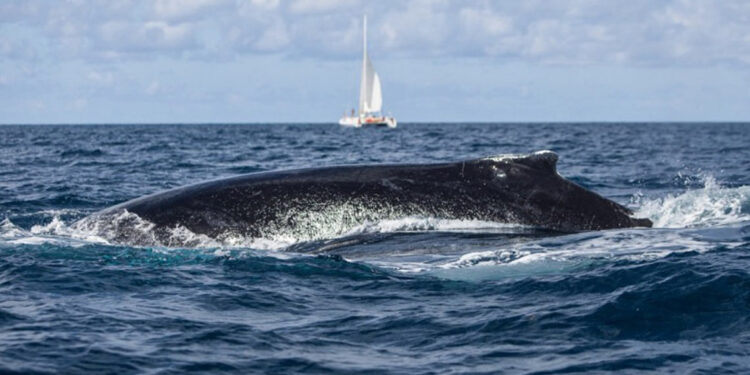 Ballena jorobada engulle y libera a kayakista en Chile