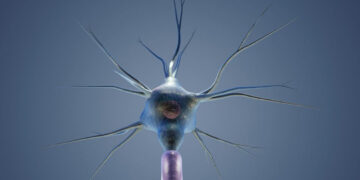 Descubren cómo las neuronas crean mapas para la orientación