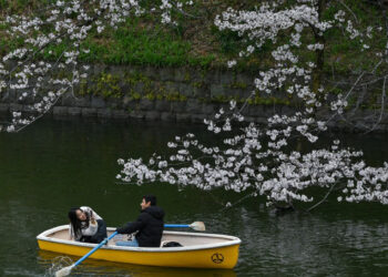Cerezos en flor deslumbran en Tokio y atraen millones de turistas