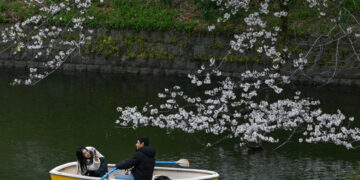 Cerezos en flor deslumbran en Tokio y atraen millones de turistas