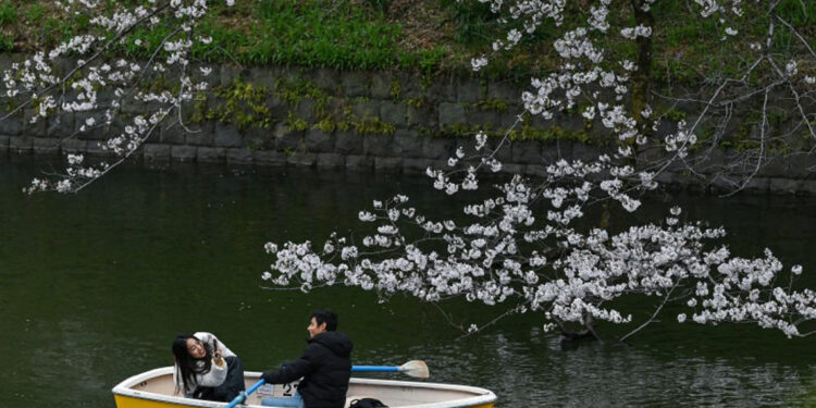 Cerezos en flor deslumbran en Tokio y atraen millones de turistas