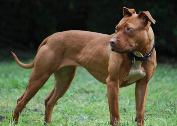 Perro dispara accidentalmente a su dueño en Tennessee