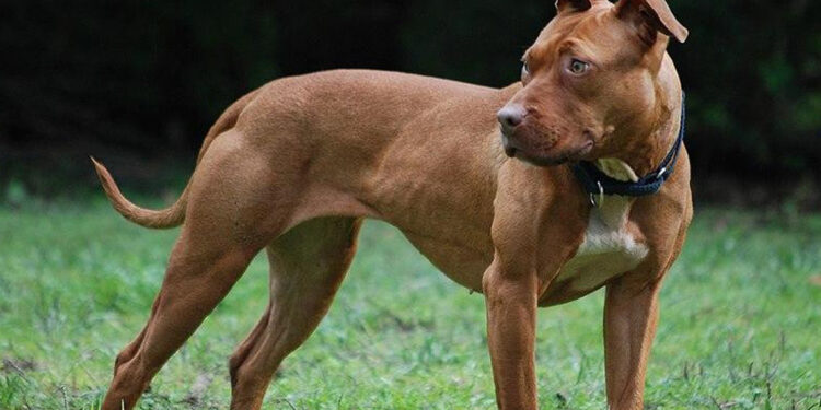 Perro dispara accidentalmente a su dueño en Tennessee