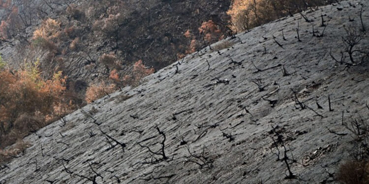 Estudio vincula incendios en Los Ángeles con patrones climáticos globales