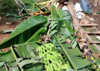Productores de orégano en Ocoa denuncian abusos y pérdidas millonarias tras desalojos