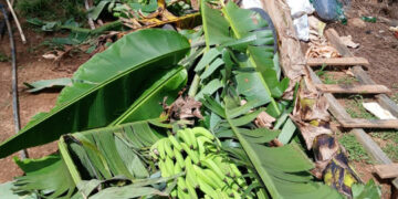 Productores de orégano en Ocoa denuncian abusos y pérdidas millonarias tras desalojos