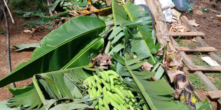 Productores de orégano en Ocoa denuncian abusos y pérdidas millonarias tras desalojos