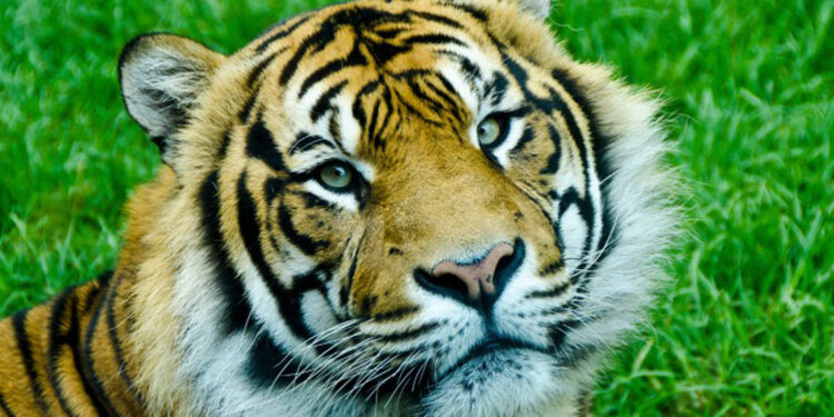 Aumenta 74 % la población de tigres, pero siguen en peligro