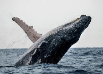 Ballenas y delfines, clave climática pero en grave riesgo