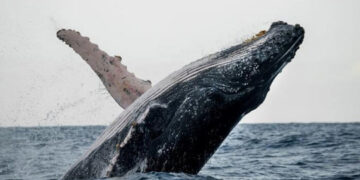 Ballenas y delfines, clave climática pero en grave riesgo