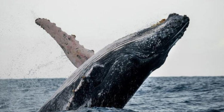 Ballenas y delfines, clave climática pero en grave riesgo