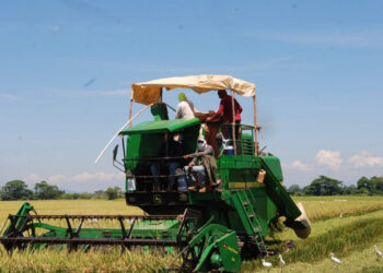Productores de arroz exigen al Gobierno detener importaciones