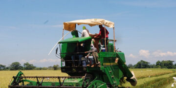 Productores de arroz exigen al Gobierno detener importaciones