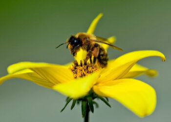 Veneno de abeja podría tener uso médico en enfermedades vasculares