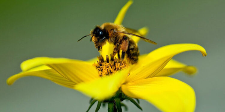 Veneno de abeja podría tener uso médico en enfermedades vasculares