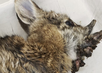 Conejos con “cuernos” en Colorado por virus del papiloma de Shope