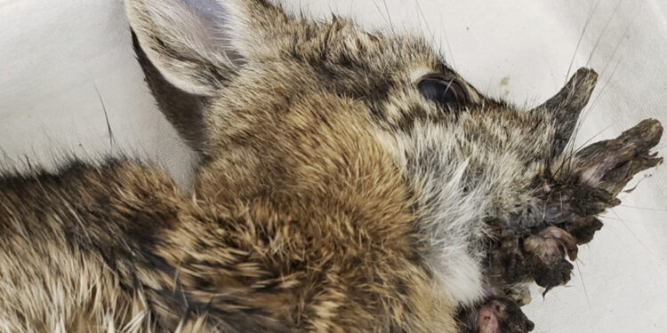 Conejos con “cuernos” en Colorado por virus del papiloma de Shope