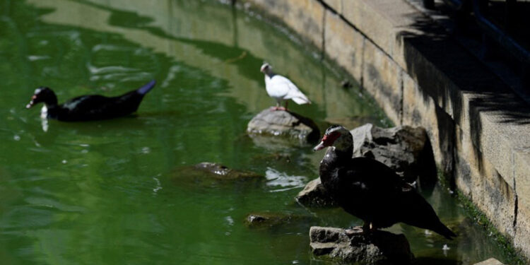 Cierran parques y sacrifican aves en Andalucía por focos de gripe aviar