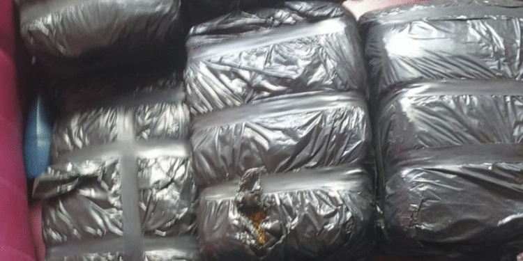 Decomisan ocho pacas de marihuana en operativo militar en Azua
