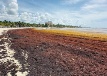 Sargazo invade playas de Juan Dolio y afecta turismo local