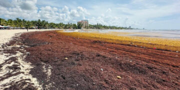 Sargazo invade playas de Juan Dolio y afecta turismo local