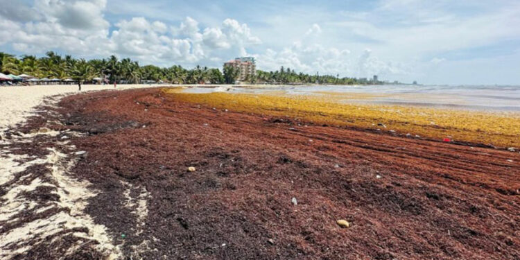 Sargazo invade playas de Juan Dolio y afecta turismo local