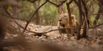 Trabajador muere atacado por leones en zoológico de Bangkok frente a turistas