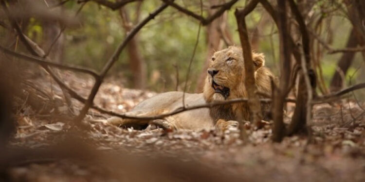Trabajador muere atacado por leones en zoológico de Bangkok frente a turistas