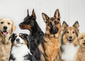 Gobierno lanza app para rescatar mascotas en peligro o extraviadas