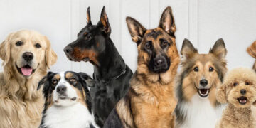 Gobierno lanza app para rescatar mascotas en peligro o extraviadas