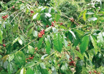 EE.UU. evalúa reducir aranceles al café y las bananas