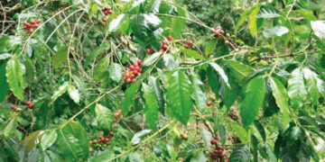 EE.UU. evalúa reducir aranceles al café y las bananas