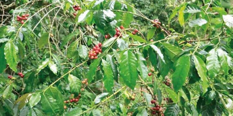EE.UU. evalúa reducir aranceles al café y las bananas