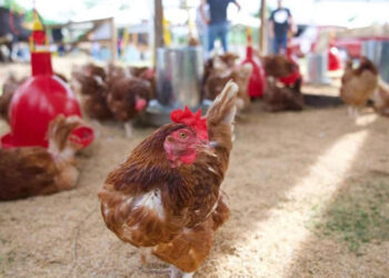 RD refuerza vacunación preventiva contra la influenza aviar