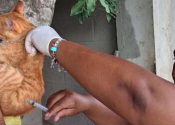 Salud Pública vacunará 60 mil perros y gatos contra la rabia