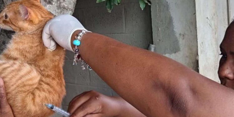 Salud Pública vacunará 60 mil perros y gatos contra la rabia