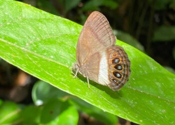 Describen nueva especie de mariposa en la Amazonía ecuatoriana