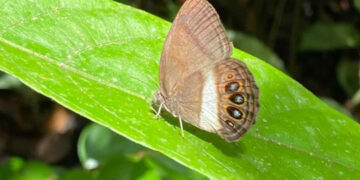 Describen nueva especie de mariposa en la Amazonía ecuatoriana